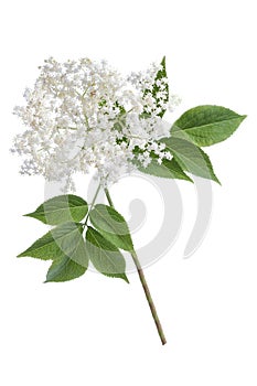 Elder flower blossoms on white background