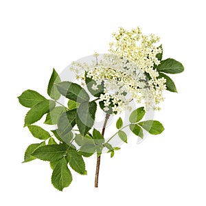 Elder flower photo