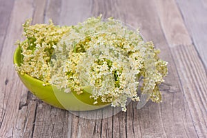 Elder flower in full blossom