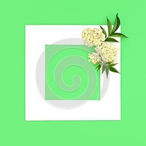 Elder Flower Herbal Medicine Background Frame