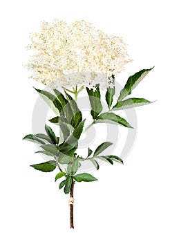 Elder flower, sambucus, isolated