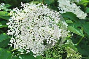 Elder flower (Sambucus nigra)