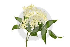 Elder flowers and foliage