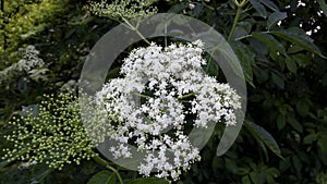 Elder flowers