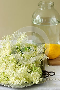 Elder flowers, water, lemon and sugar, ingredients for making elder syrup. Rustic style.