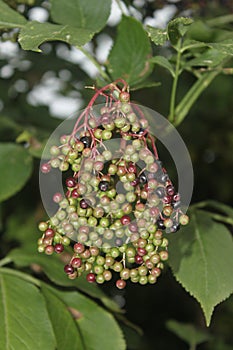 Elderberries