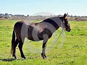 Elder horse in a meadow