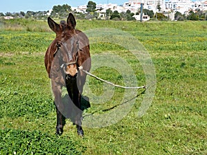 Elder horse in a meadow