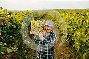 elder male farmer winegrower hold lift box of grapes on shoulder great harvest, smiling