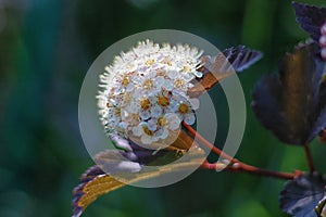 Elder, Sambucus Black Lace pink flowers with fine black foliage. Dark leaves and delicate white flowers