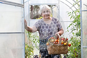 Elder woman with basket full of red tomatoes stands in hothouse