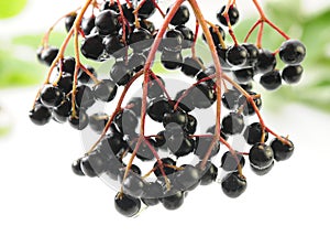 Elderberries