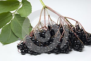 Elderberries