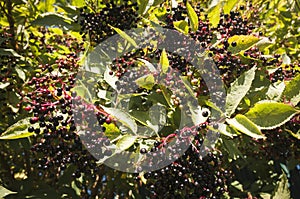 Elderberries