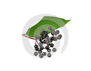 Elderberries with leaf