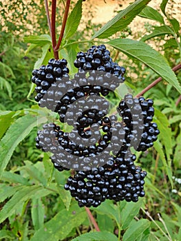 Elderberries or Sambucus berries fresh on the bush close-up