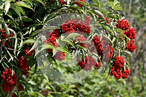 Elderberries (Sambucus racemosa)