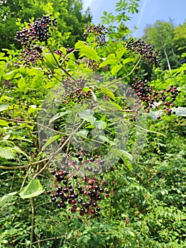 Elderberries with wonderful green vegetation background