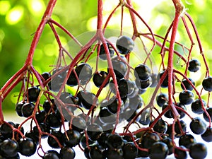 Elderberry