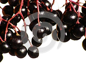 Elderberry