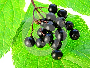 Elderberry