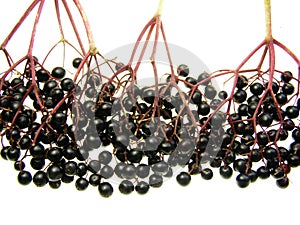 Elderberry