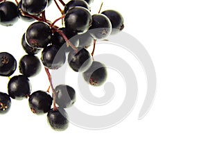Elderberry