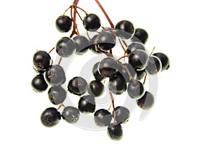 Elderberry