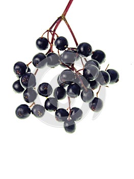 Elderberry