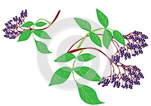 Elderberry