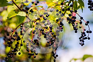 Elderberry