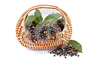 Elderberry in basket isolated on white
