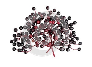 Elderberry berries isolated on a white background, top view