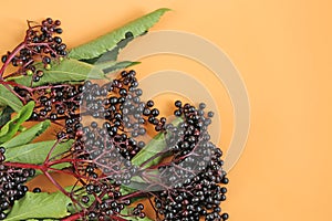 Elderberry berries on orange background. Elder branches with black berries.healing plant .Sambucus berries.Elderberry