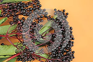 Elderberry berries on orange background. Elder branches with black berries.healing plant .Sambucus berries. pharmacy and