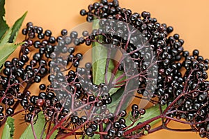 Elderberry berries on orange background. Elder branches with black berries.healing plant .Sambucus berries.