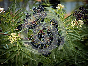 Elderberry bush on a background of blue sky, ripe black berries. Elderberry close-up