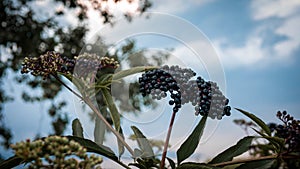 Elderberry bush on a background of blue sky, ripe black berries. Elderberry is medicinal