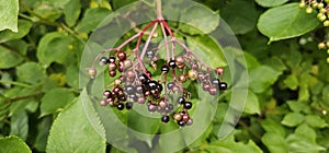 An elderberry bush that bears lots of ripe elderberries (Sambucus), all of which are black.