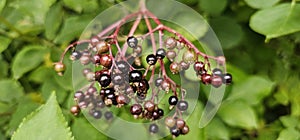 An elderberry bush that bears lots of ripe elderberries (Sambucus), all of which are black.