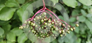 An elderberry bush that bears lots of ripe elderberries (Sambucus), all of which are black.