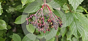 An elderberry bush that bears lots of ripe elderberries (Sambucus), all of which are black.