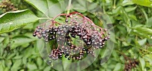 An elderberry bush that bears lots of ripe elderberries (Sambucus), all of which are black.