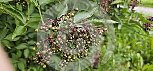 An elderberry bush that bears lots of ripe elderberries (Sambucus), all of which are black.