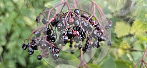 An elderberry bush that bears lots of ripe elderberries (Sambucus), all of which are black.