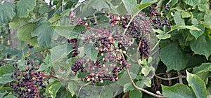 An elderberry bush that bears lots of ripe elderberries (Sambucus), all of which are black.