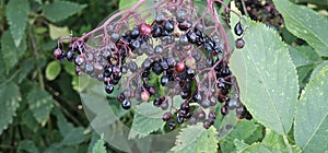 An elderberry bush that bears lots of ripe elderberries (Sambucus), all of which are black.