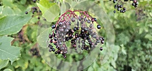 An elderberry bush that bears lots of ripe elderberries (Sambucus), all of which are black.