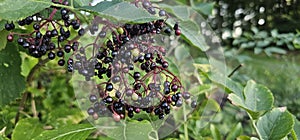 An elderberry bush that bears lots of ripe elderberries (Sambucus), all of which are black.