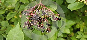 An elderberry bush that bears lots of ripe elderberries (Sambucus), all of which are black.